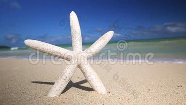 热带沙滩上的白色海星
